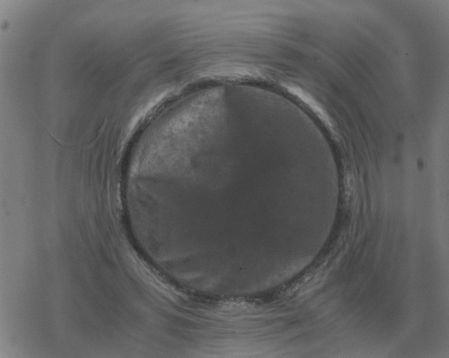 X0000077390399200611101759