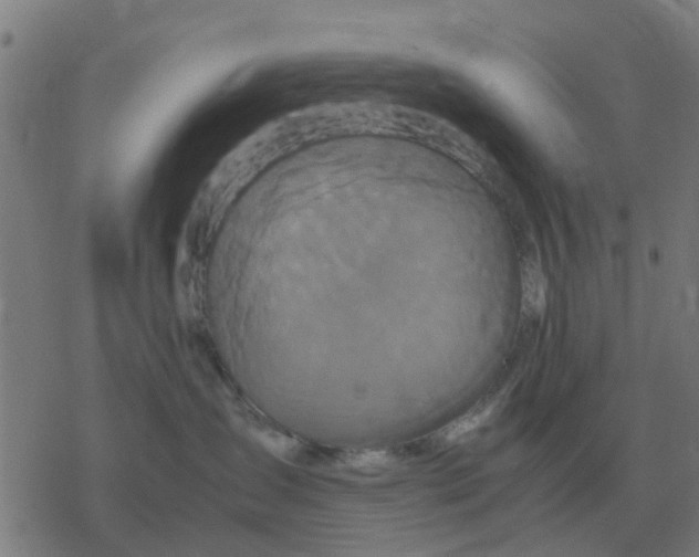 X0000077390431200611101759