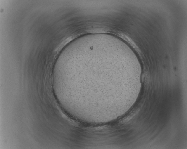 X0000077390433200611101758