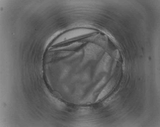 X0000077390438200611101758