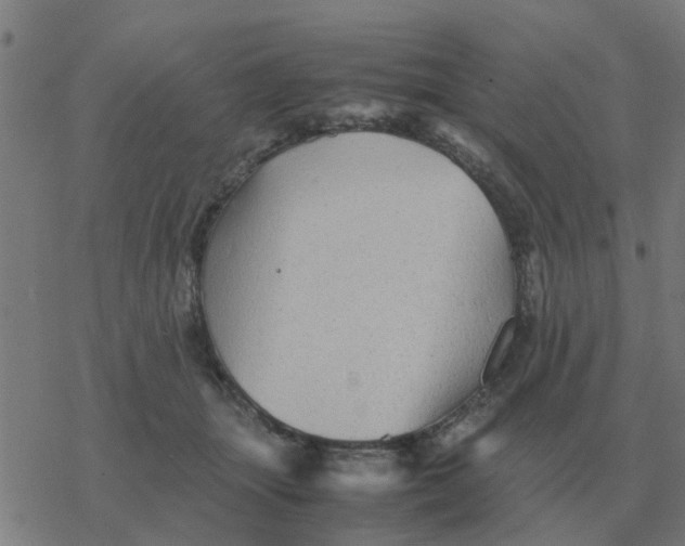 X0000077390463200611101759