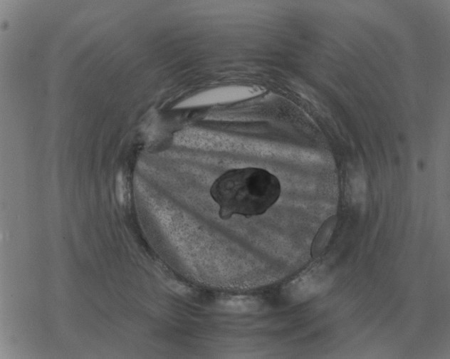 X0000077390467200611101759