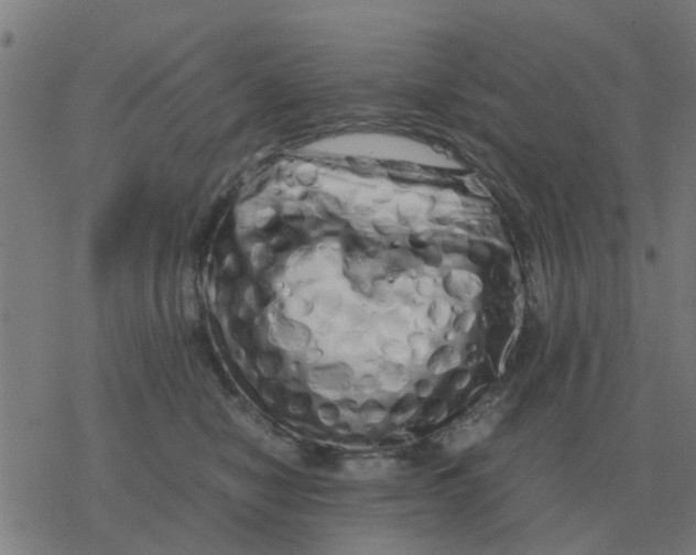 X0000077390470200611101759