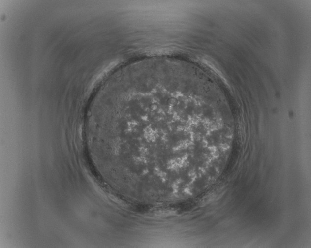 X0000077390491200611101758