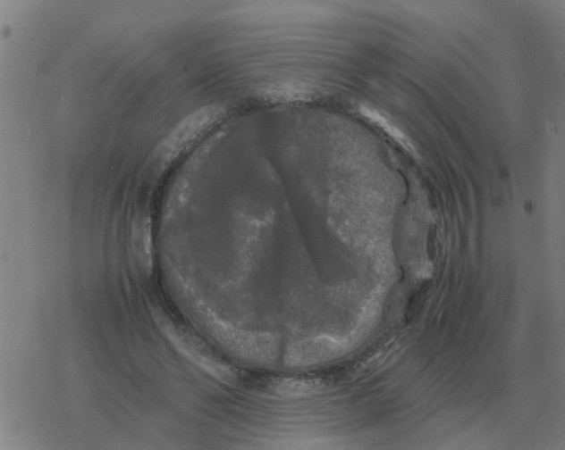 X0000077390494200611101758