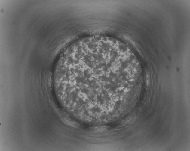 X0000077390495200611101758