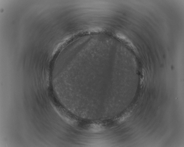 X0000077390496200611101758