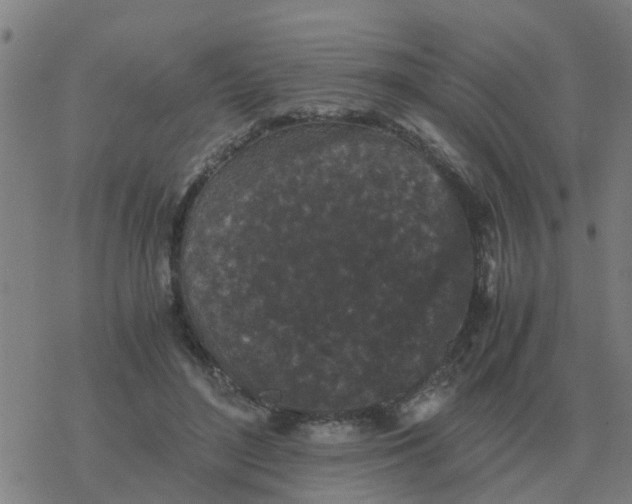 X0000077390500200611101758