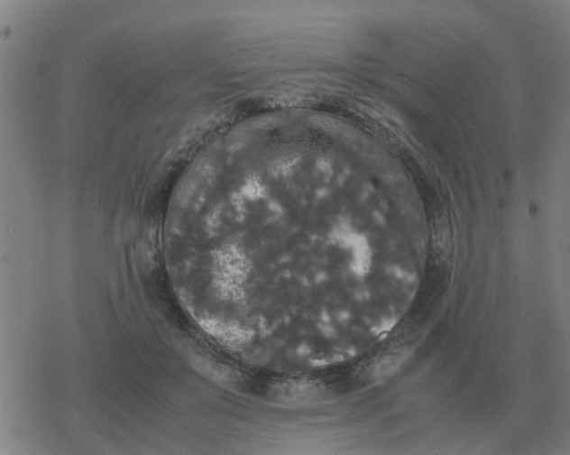 X0000077390503200611101758