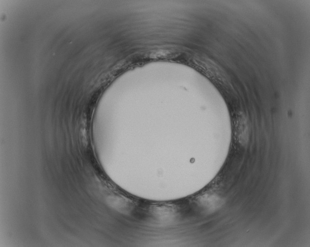 X0000077390510200611101758