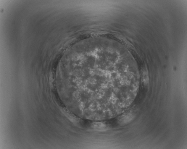 X0000077390519200611101757