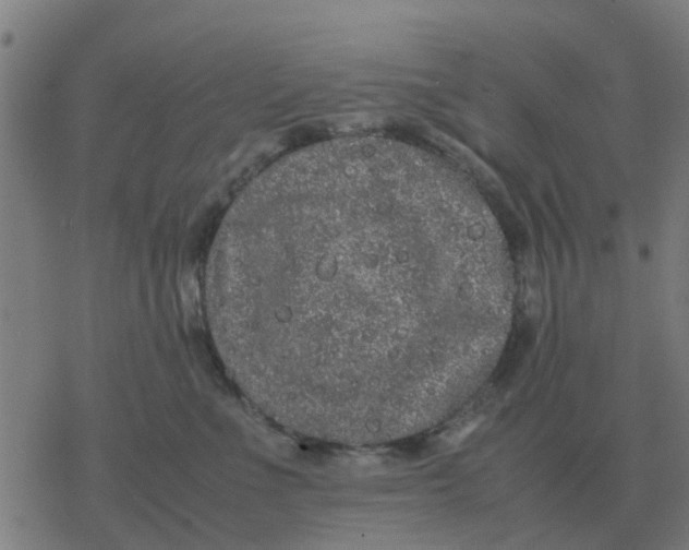 X0000077390523200611101757