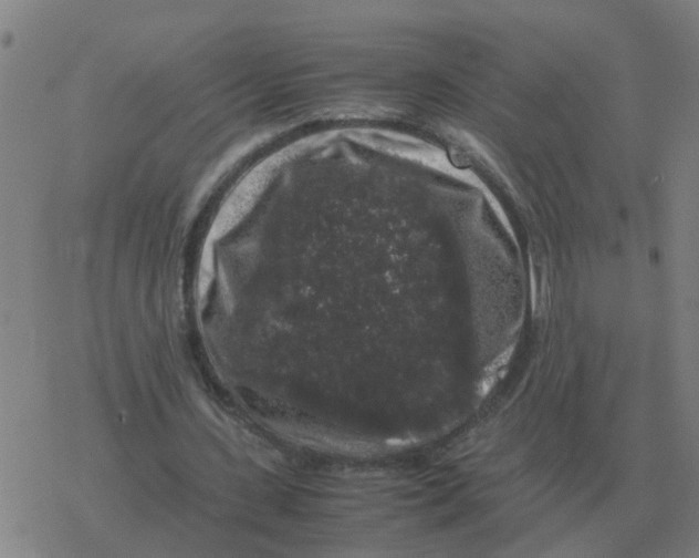 X0000077390531200611101757