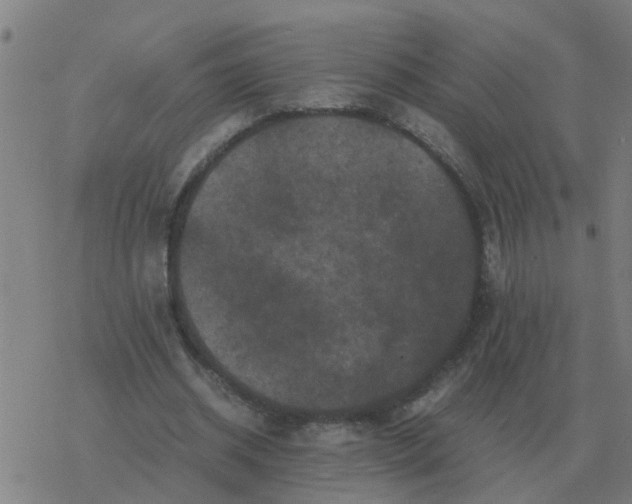 X0000077390534200611101757