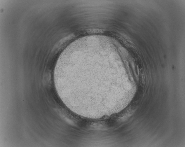 X0000077390550200611101757