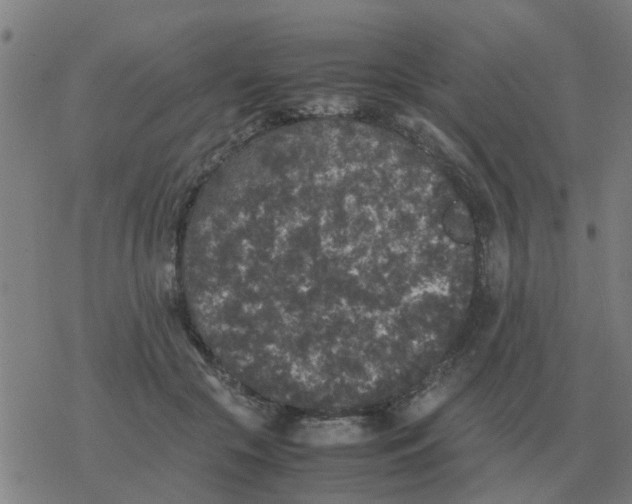 X0000077390553200611101757