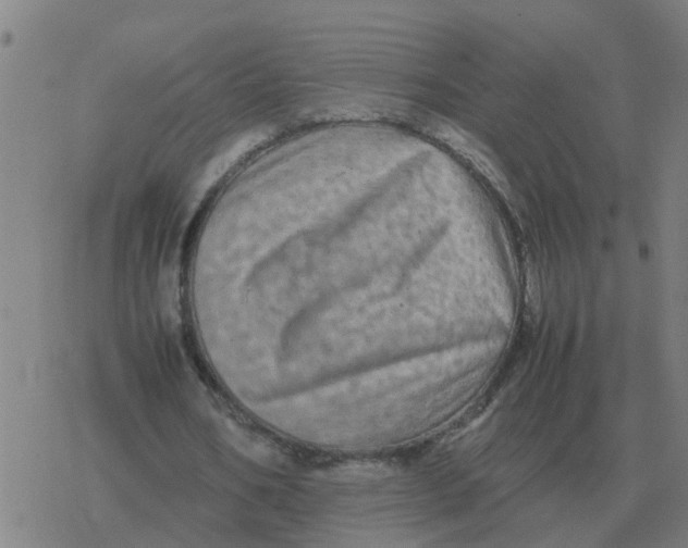 X0000077390578200611101757