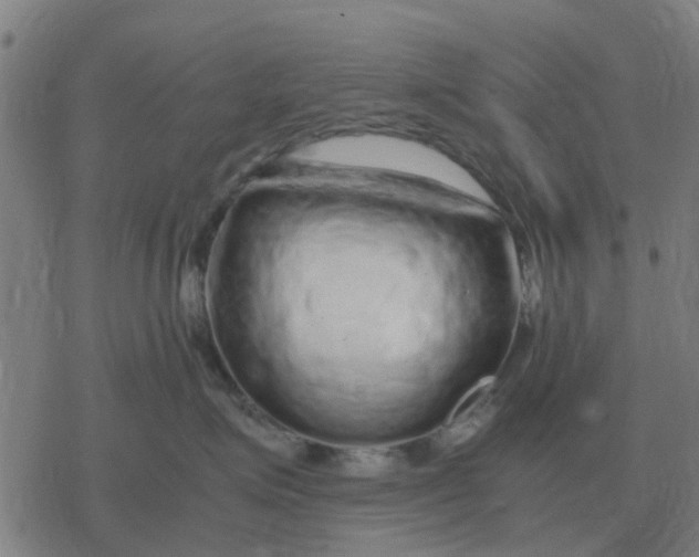 X0000077390623200611101756