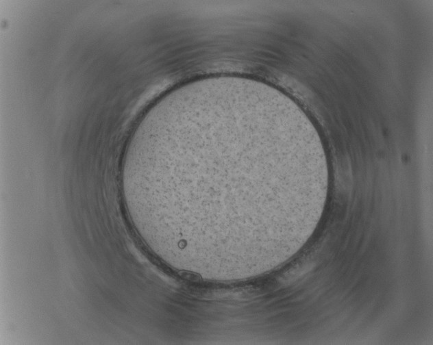 X0000077390625200611101755