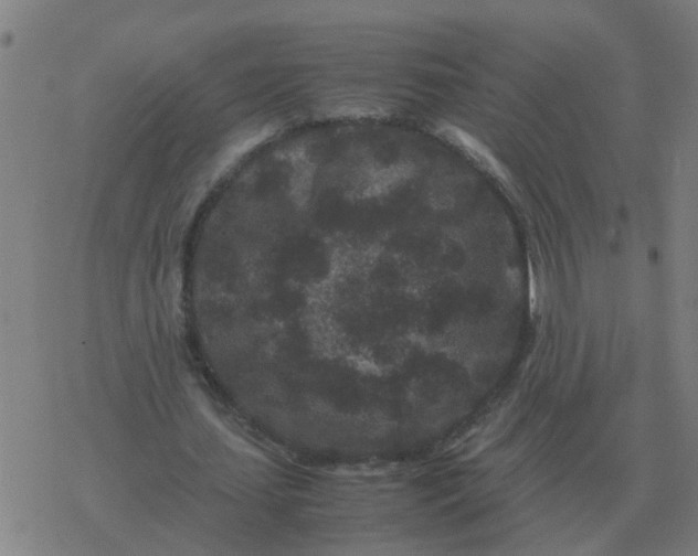 X0000077390627200611101755