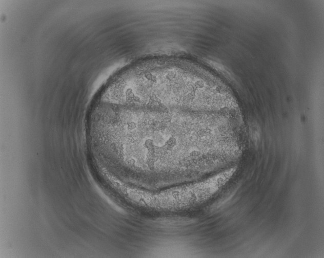 X0000077390630200611101755