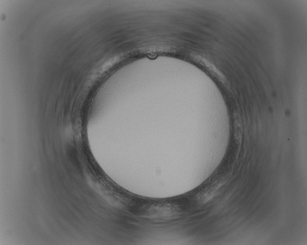 X0000077390631200611101755