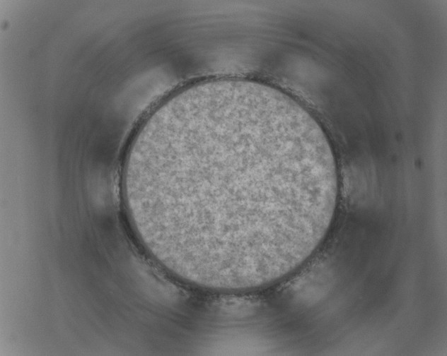 X0000077390632200611101755