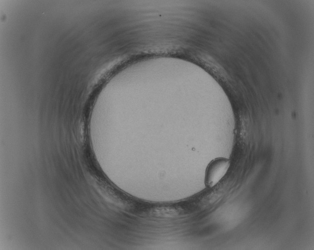 X0000077390636200611101755