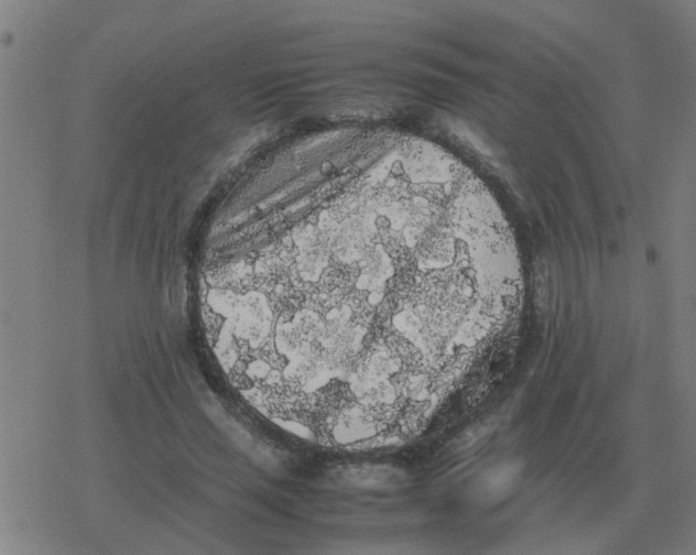 X0000077390637200611101755