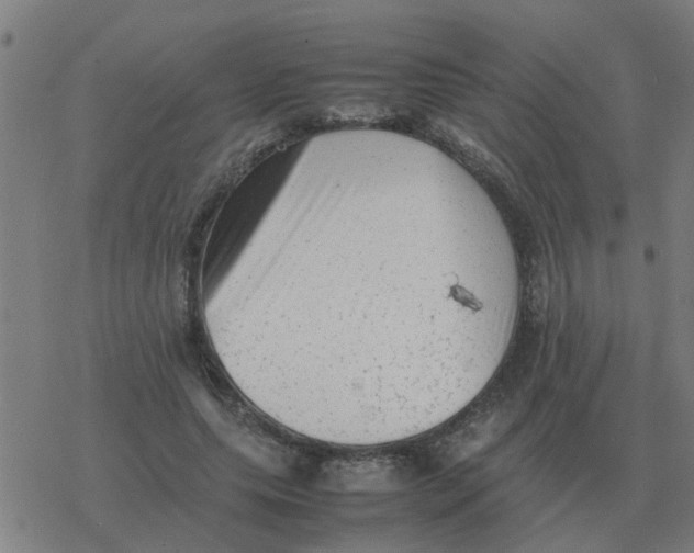 X0000077390639200611101755