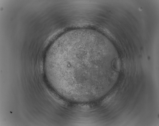 X0000077390640200611101755