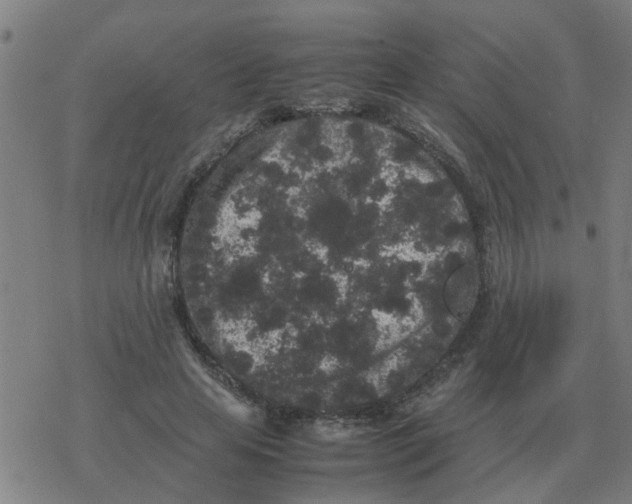 X0000077390641200611101755