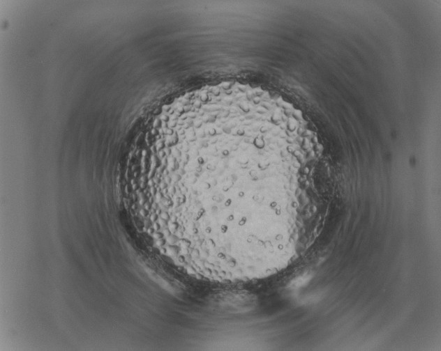 X0000077390642200611101755