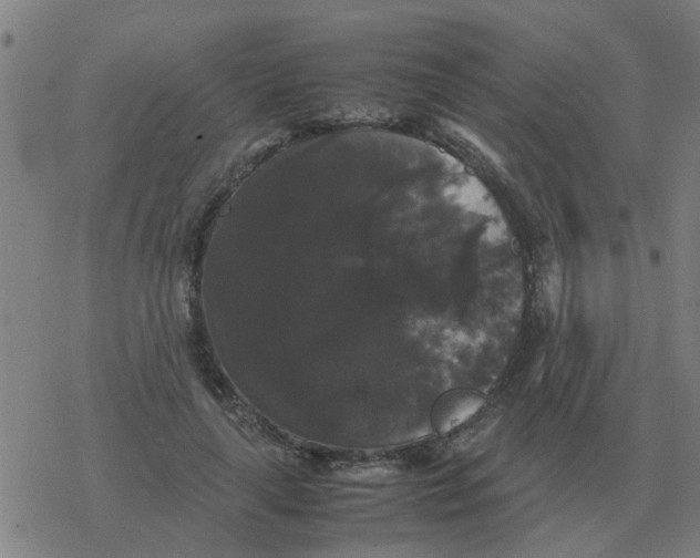 X0000077390643200611101755