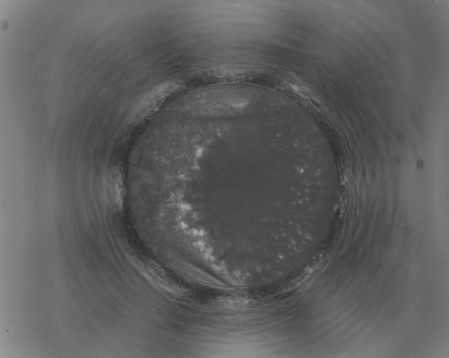 X0000077390644200611101755