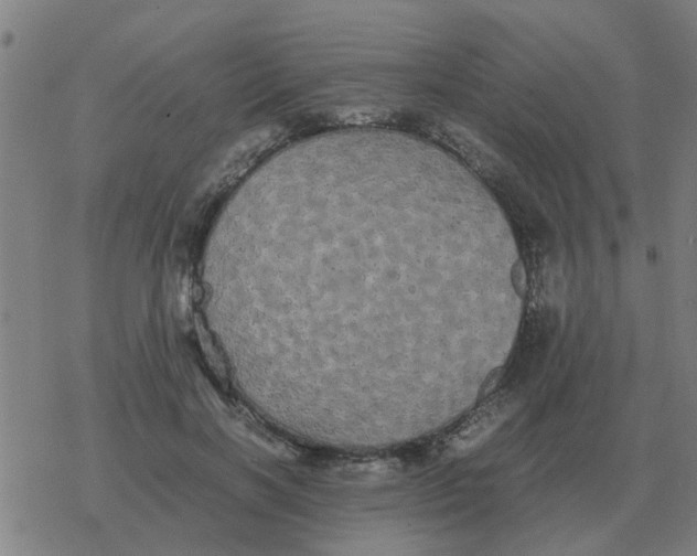 X0000077390646200611101755