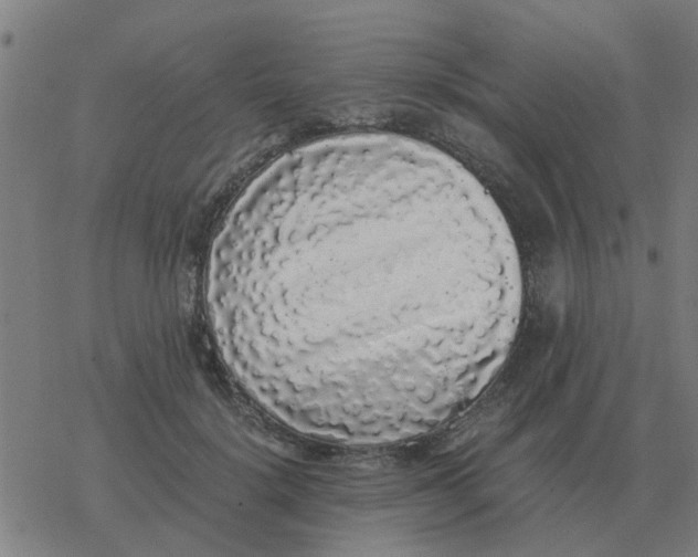 X0000077390652200611101755