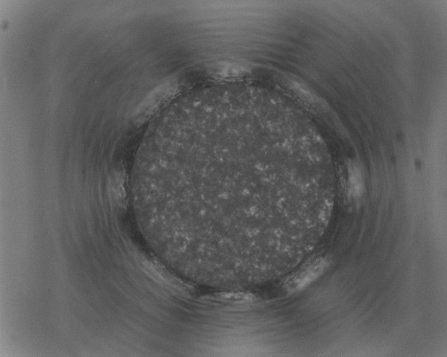 X0000077390654200611101755