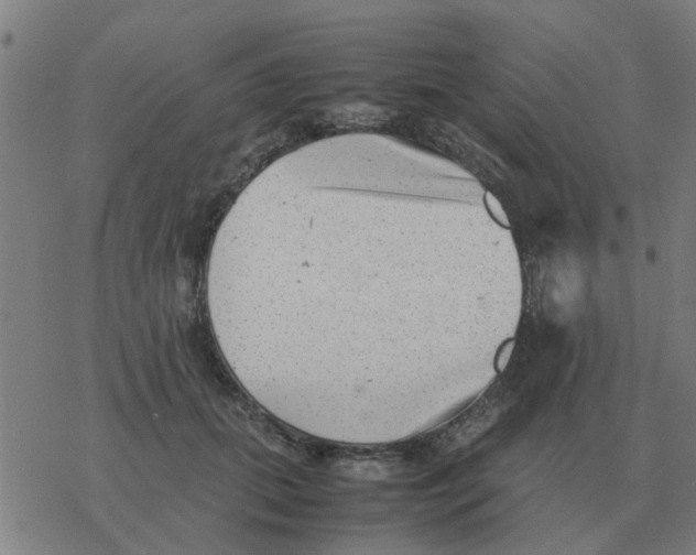 X0000077390655200611101755