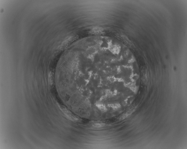 X0000077390658200611101756