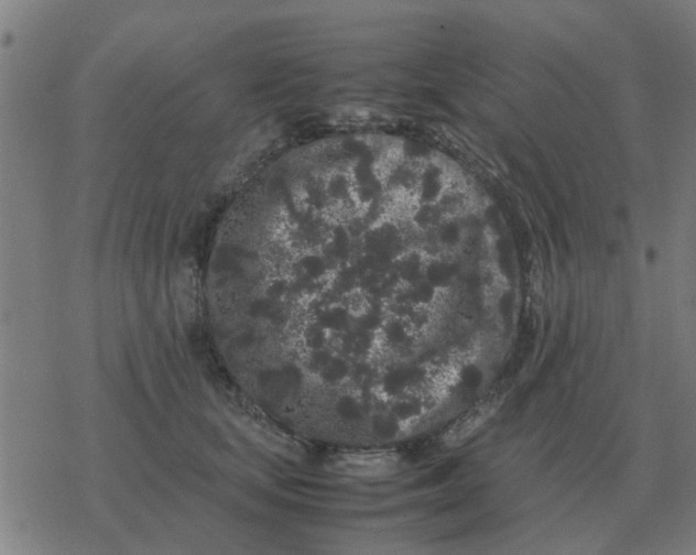 X0000077390659200611101756