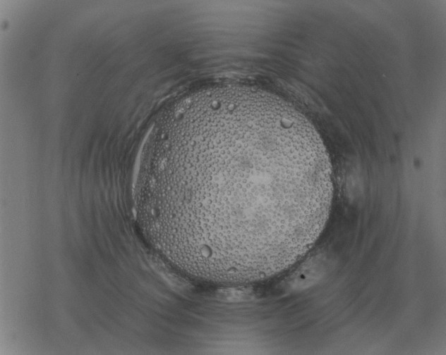 X0000077390660200611101756