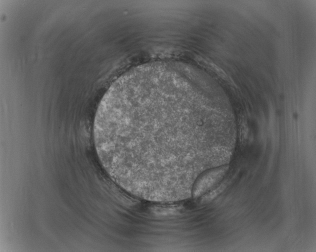 X0000077390661200611101756