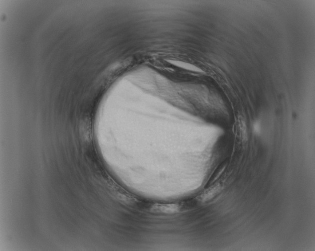 X0000077390665200611101756