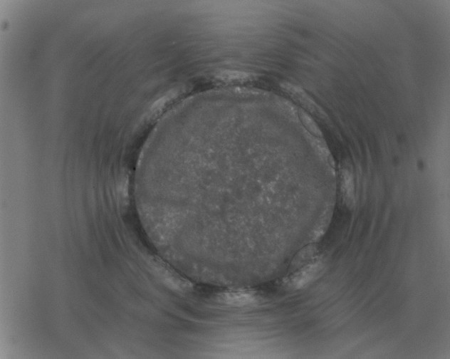 X0000077390668200611101756