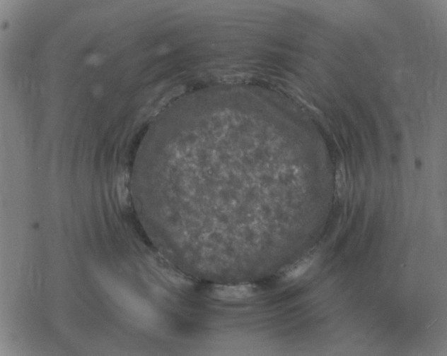 X0000077390671200611101756