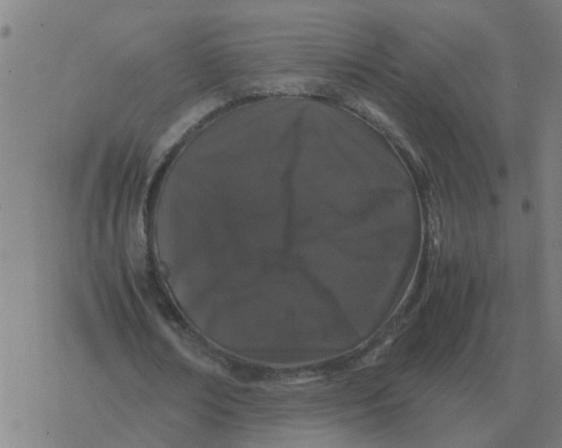 X0000077390674200611101755