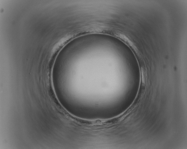 X0000077390675200611101755