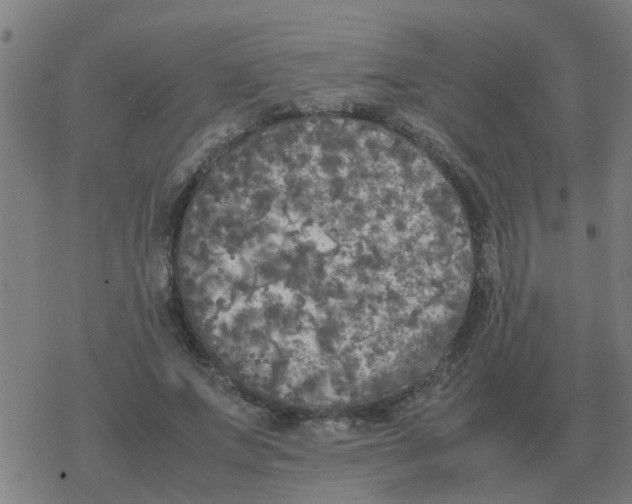 X0000077390687200611101755