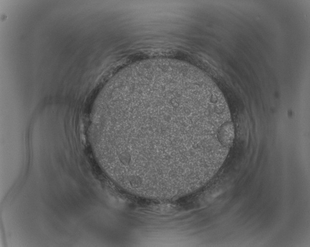 X0000077390695200611101755